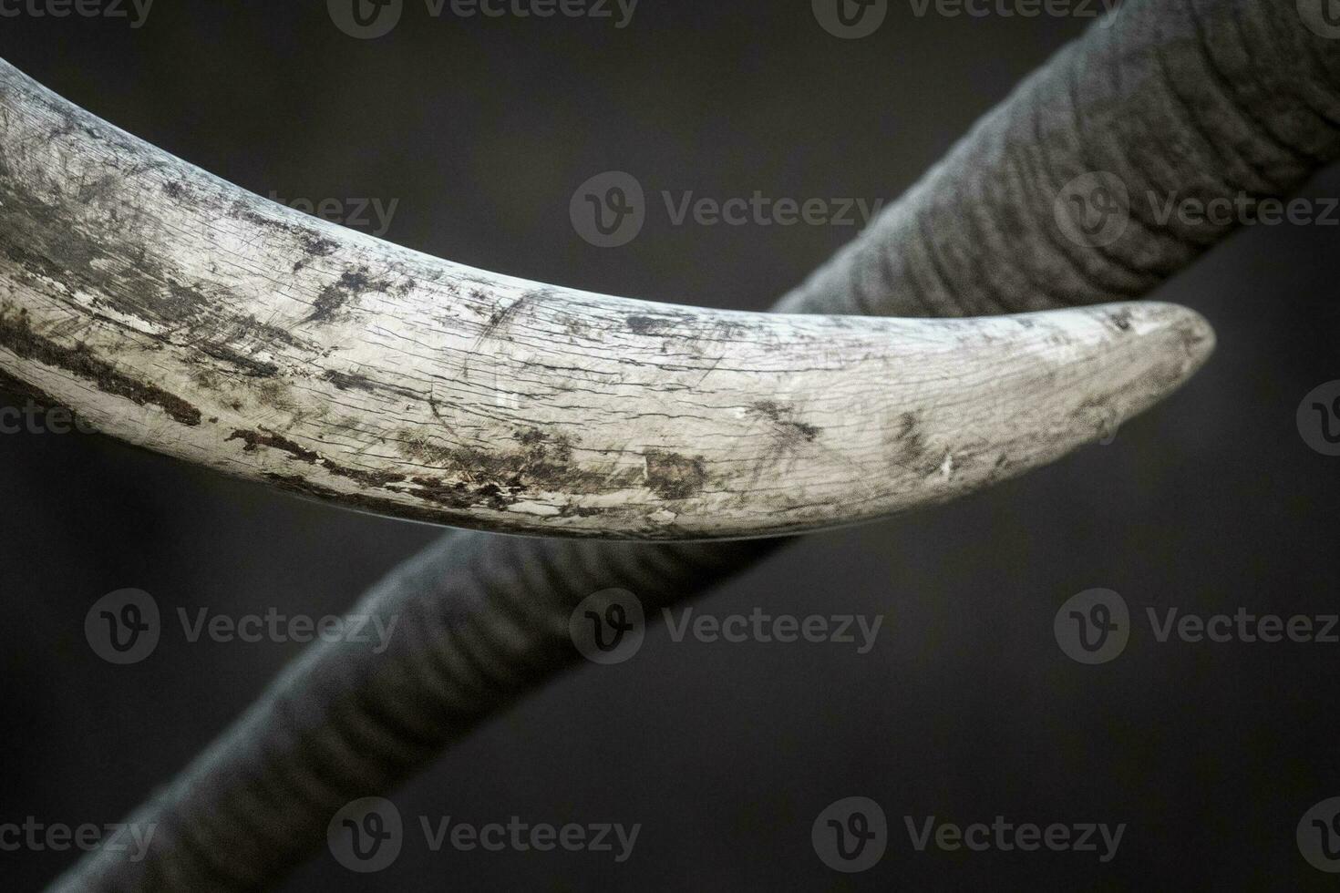 detalles en un cerca arriba de un elefantes colmillo. foto