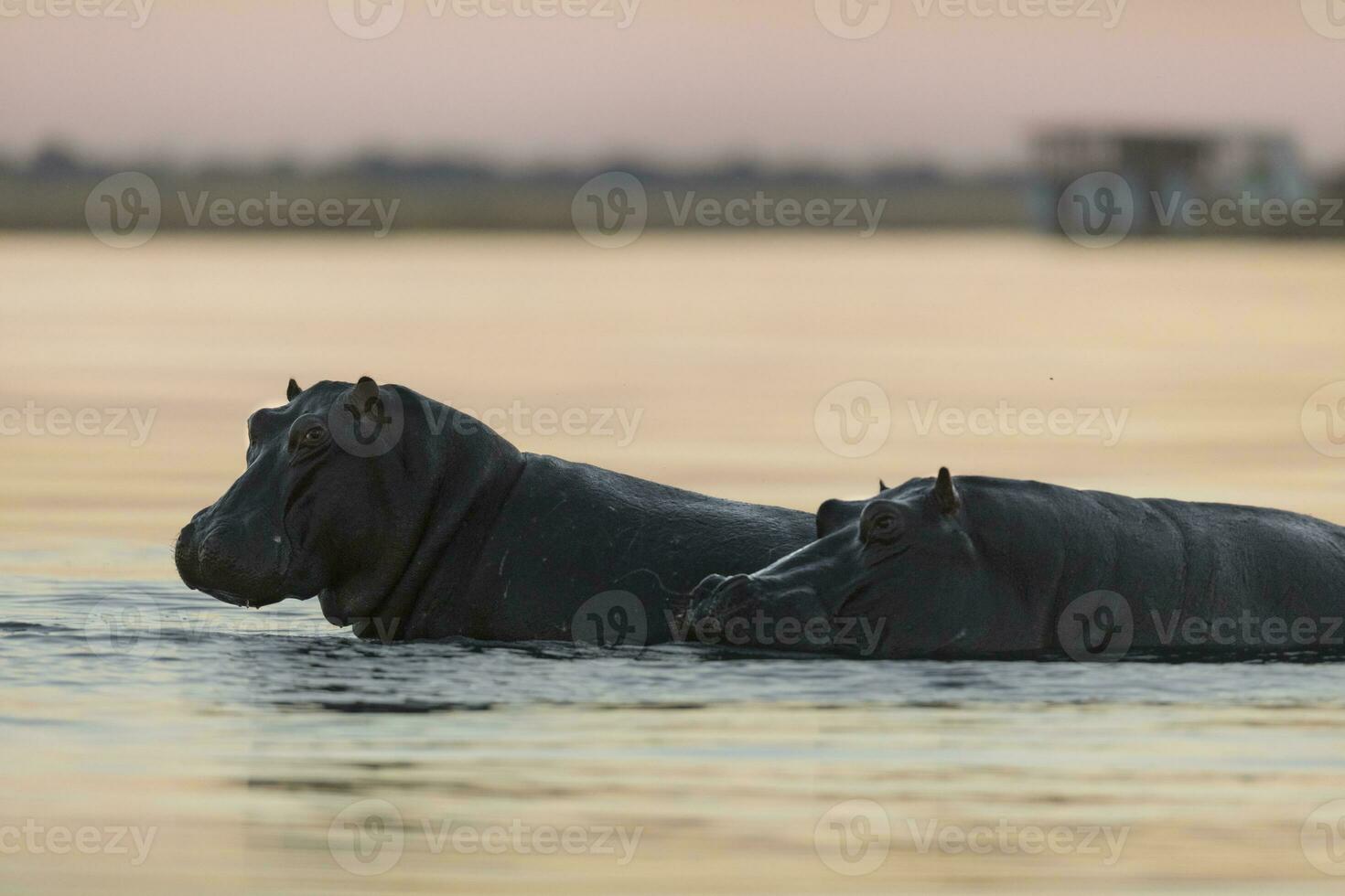 hipopótamo en chobe nacional parque. foto