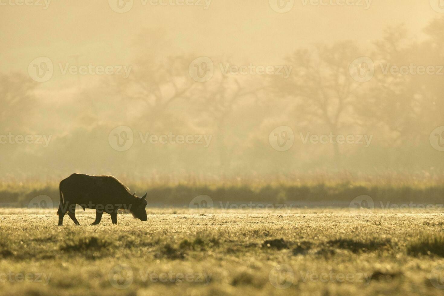 africano búfalo en el chobe nacional parque. foto