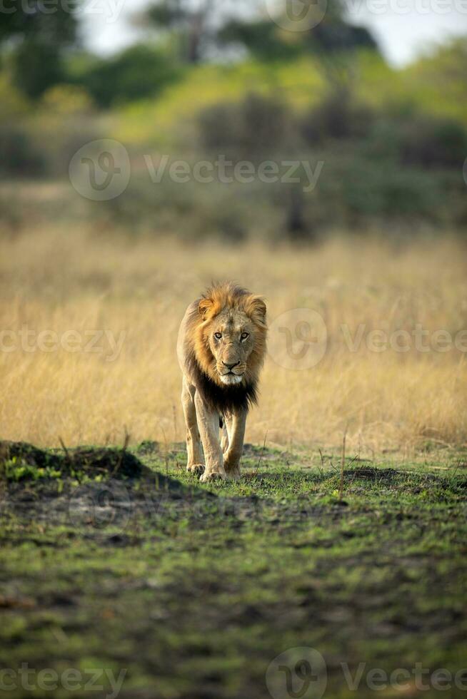 Male lion walking across the savannah. photo