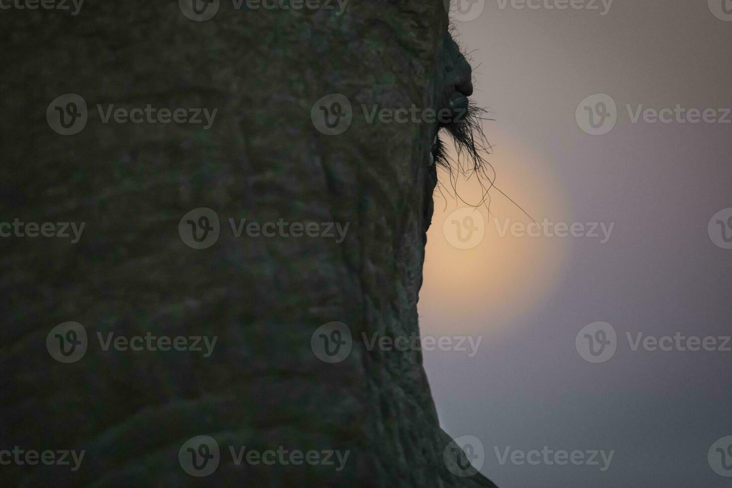 A close up of an Elephants eye lash with a full moon rising behind photo