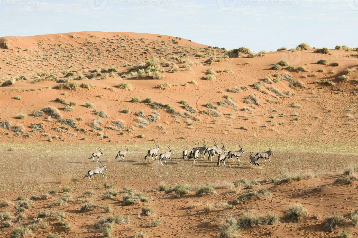 Oryx in the sand dunes of Sossusvlei, Namibia. photo