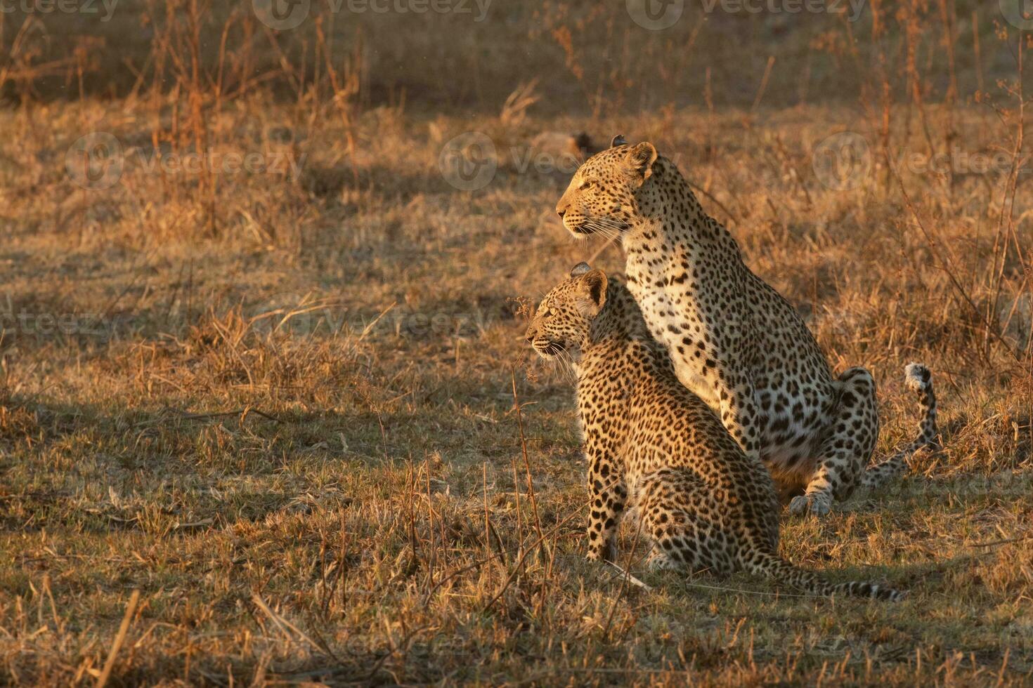 A leopard and her cub in the Okavango Delta. photo