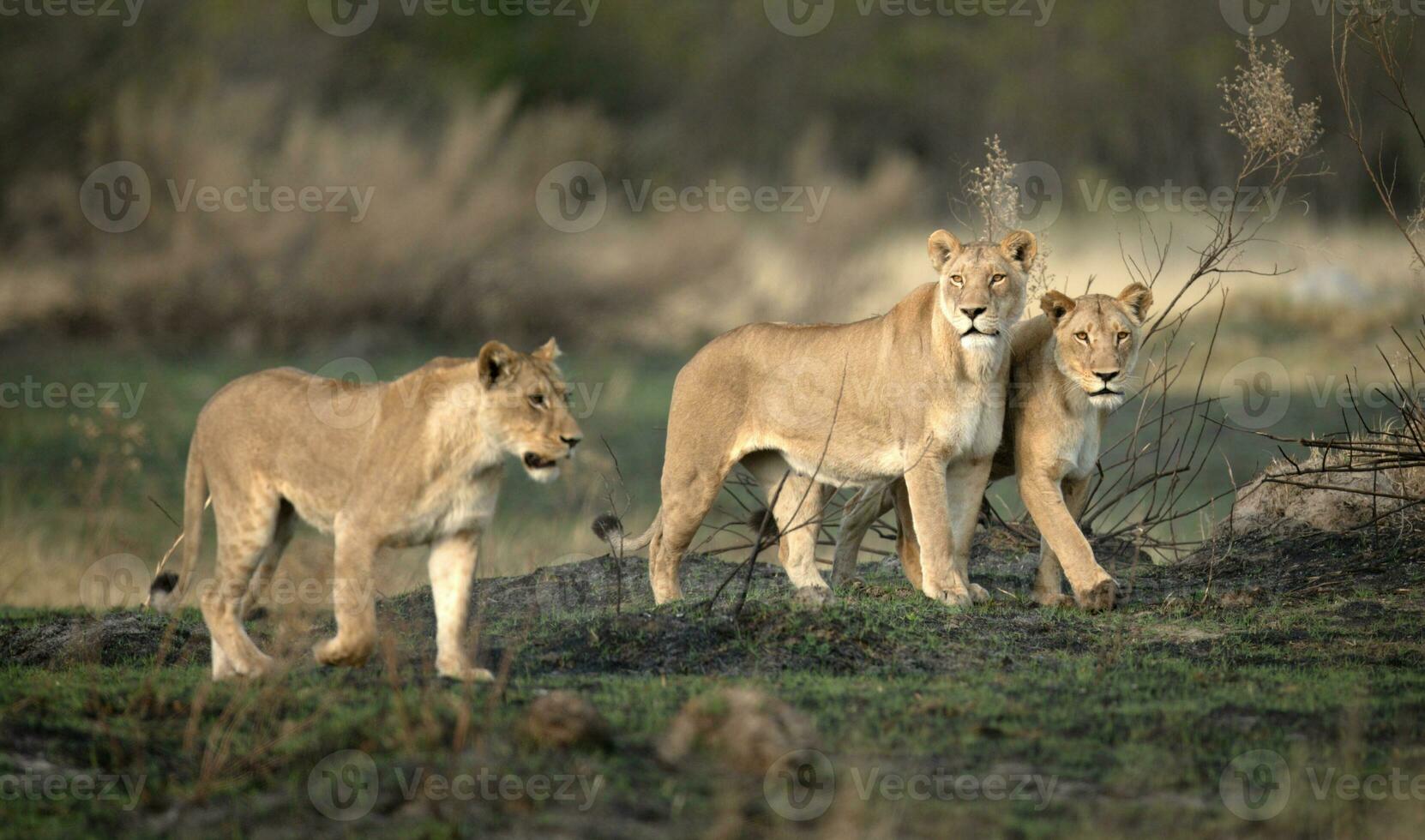 Three lionesses on a hunt. photo