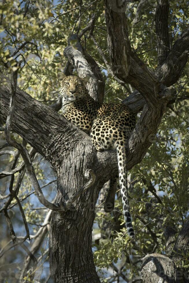 A leopard in the Okavango Delta, Botswana. photo