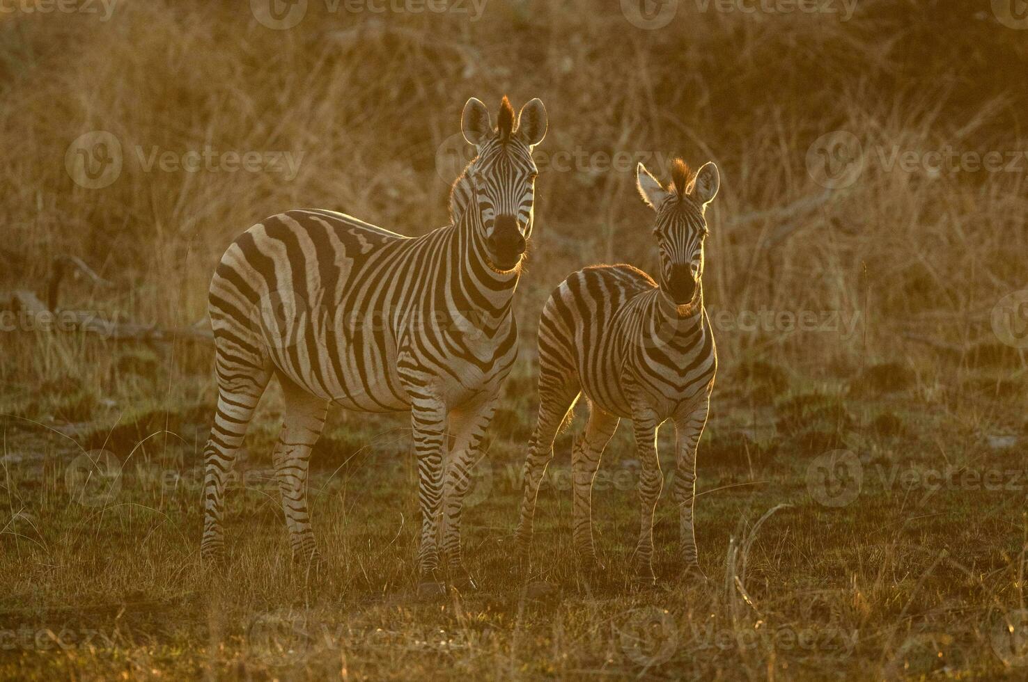 Back lit zebras. photo