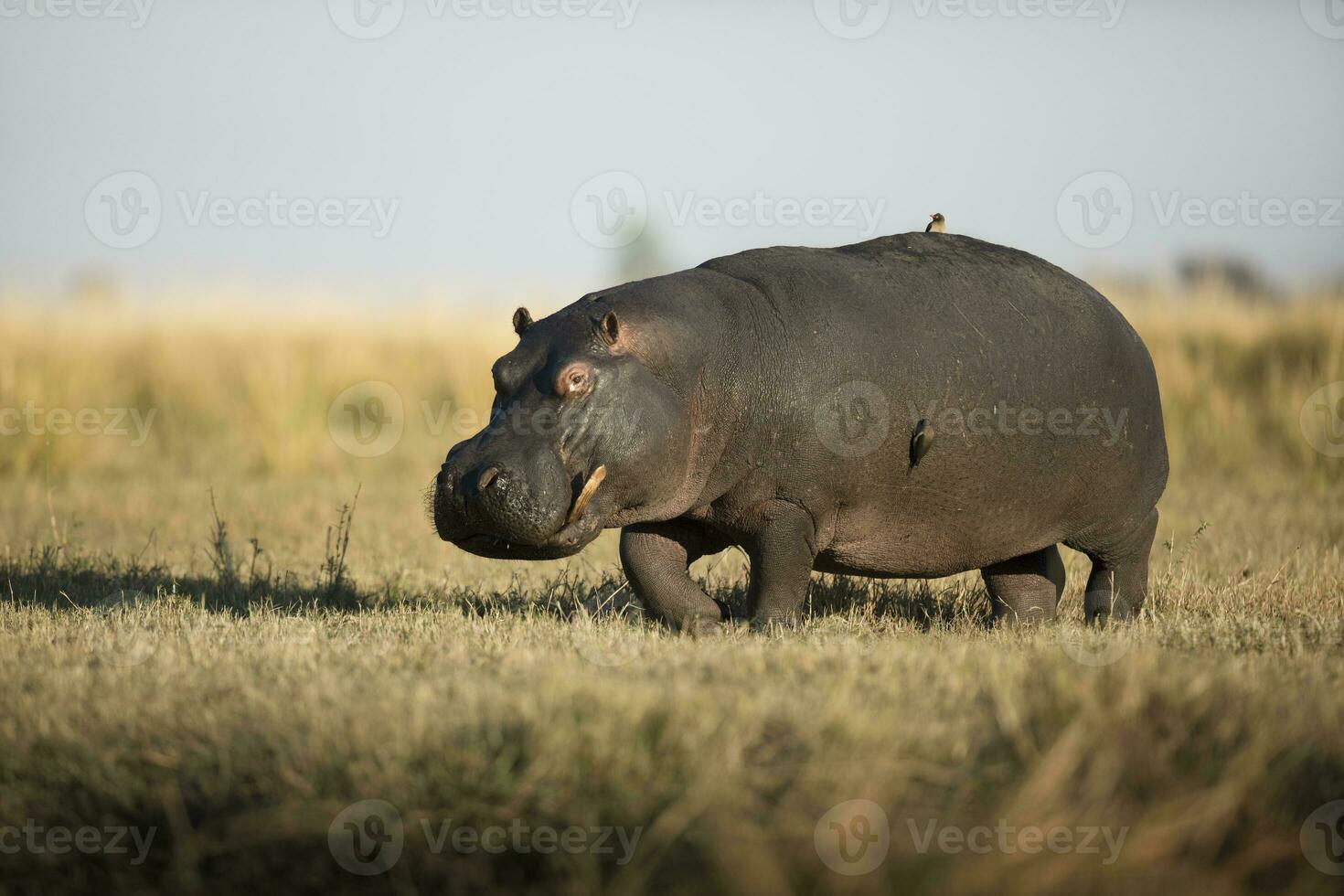 A Hippo in the Chobe National Park. photo