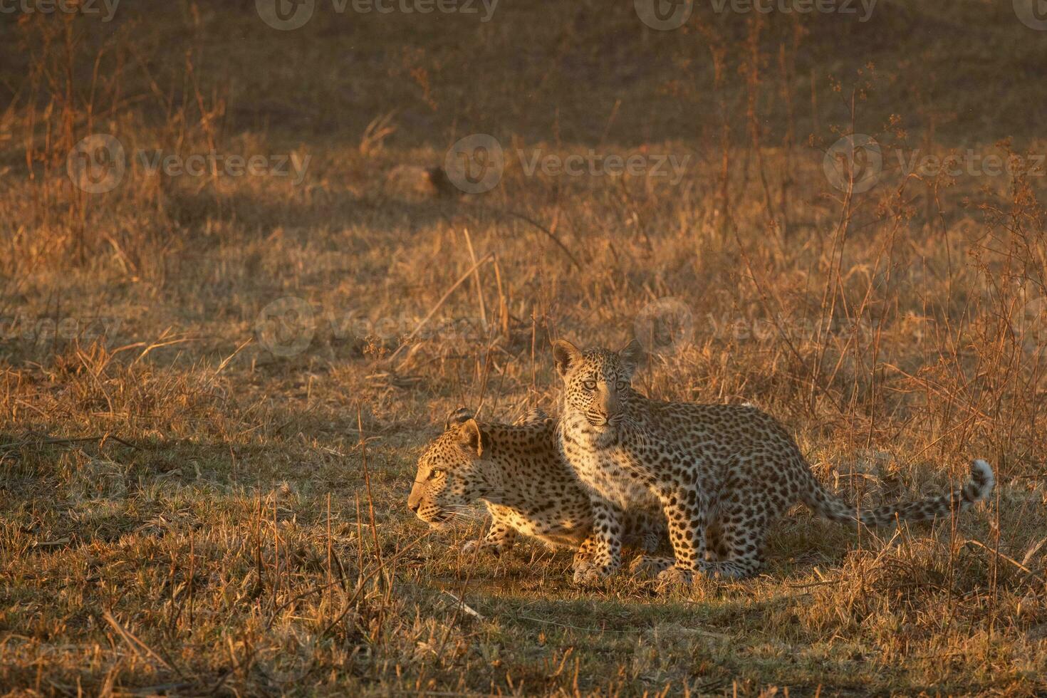 A leopard and her cub in the Okavango Delta. photo