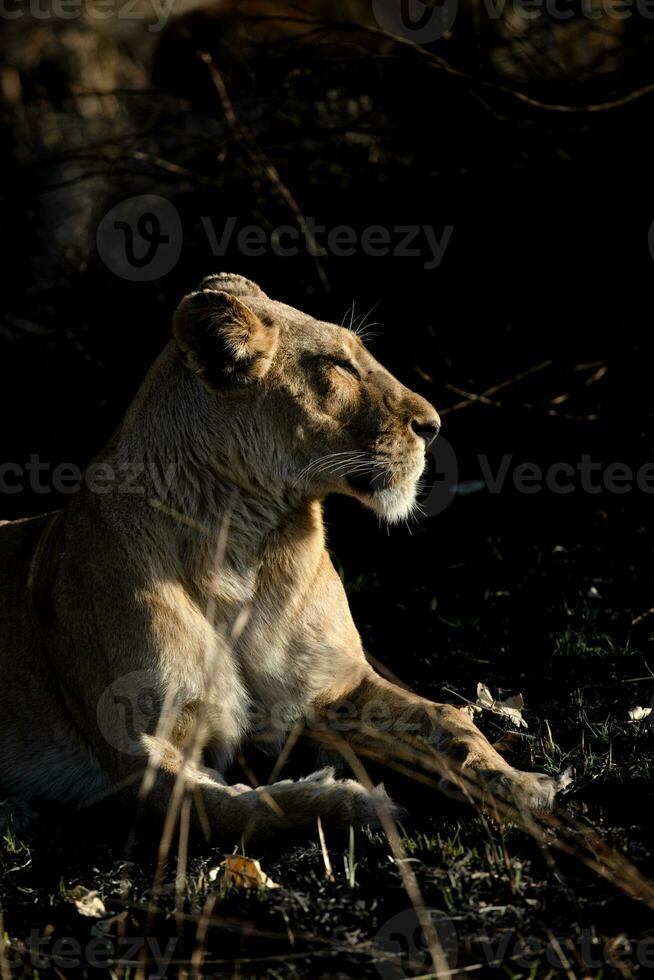 A lioness enjoying the sun. photo