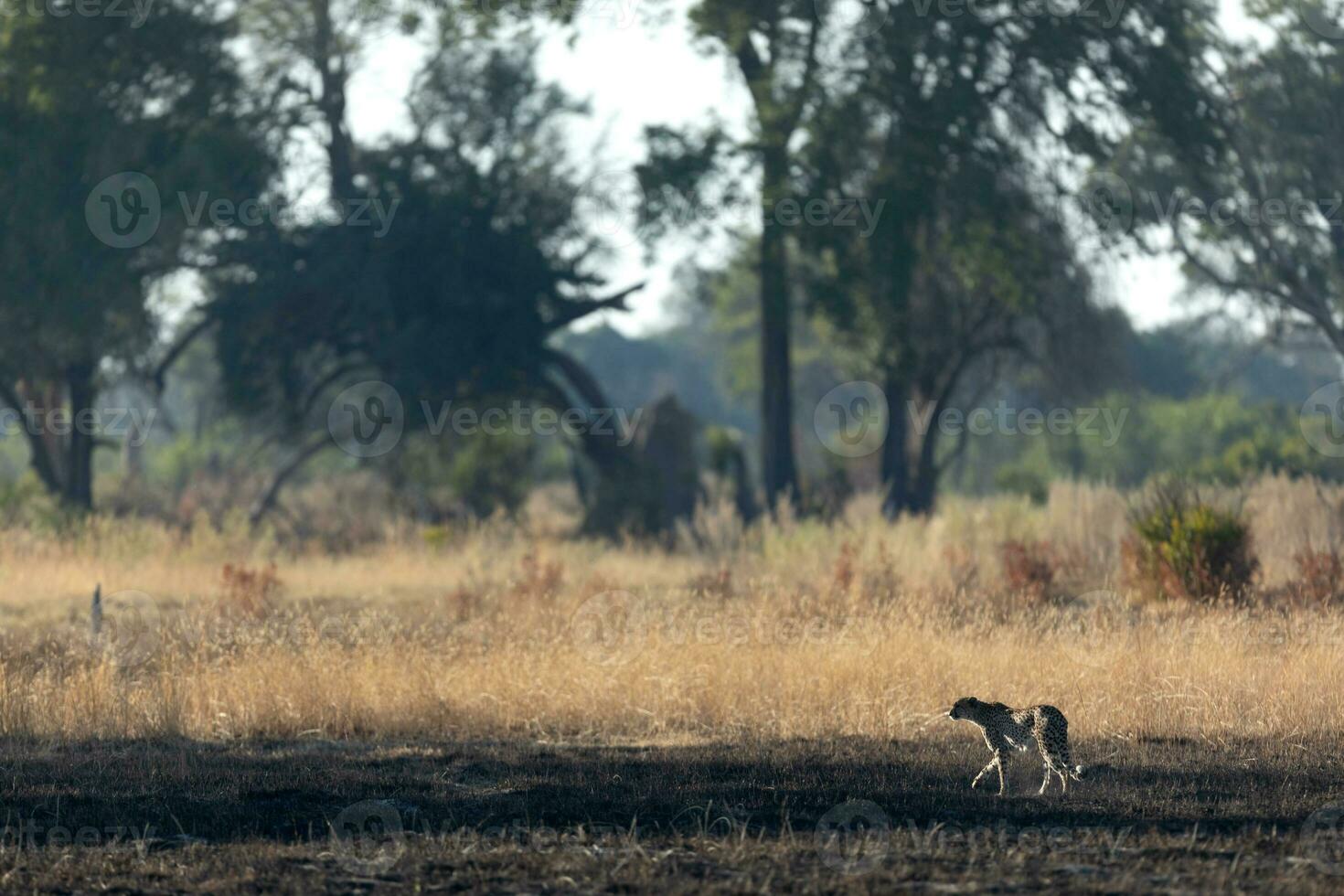 A cheetah in open veld. photo