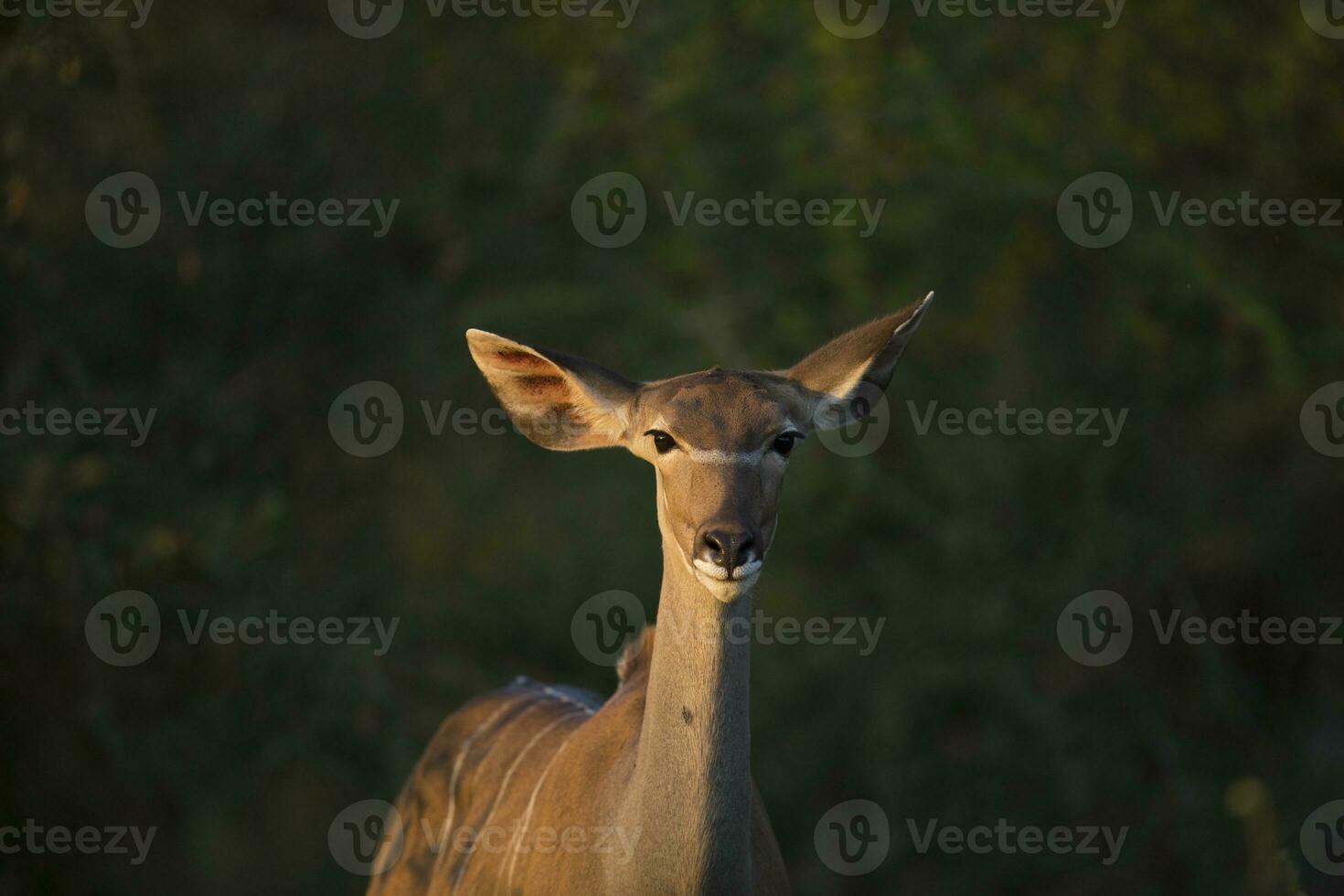 A female kudu in beautiful light. photo