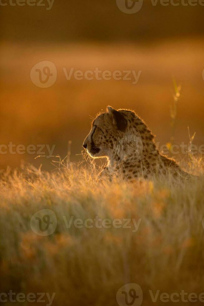 A cheetah resting on a mound. photo