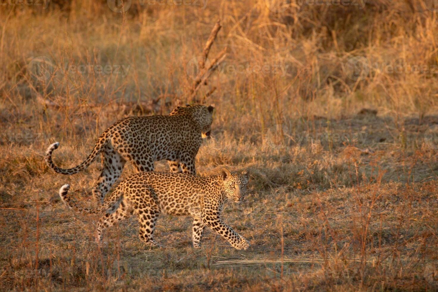 A leopard and her cub in the Okavango Delta. photo