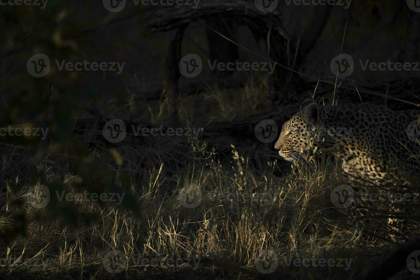 A leopard in the Okavango Delta, Botswana. photo