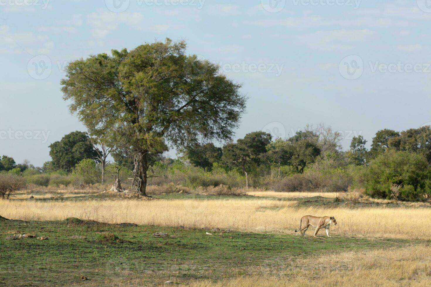 A lioness walking across an open plain. photo