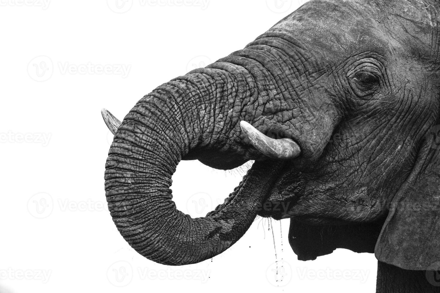 High key images of an elephant, close up. photo