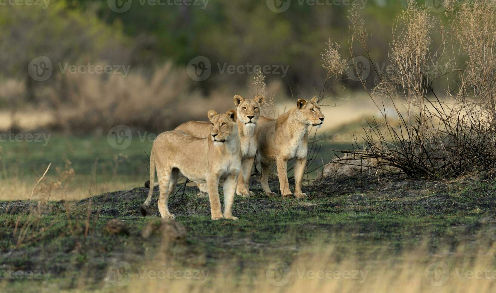 Three lionesses on a hunt. photo