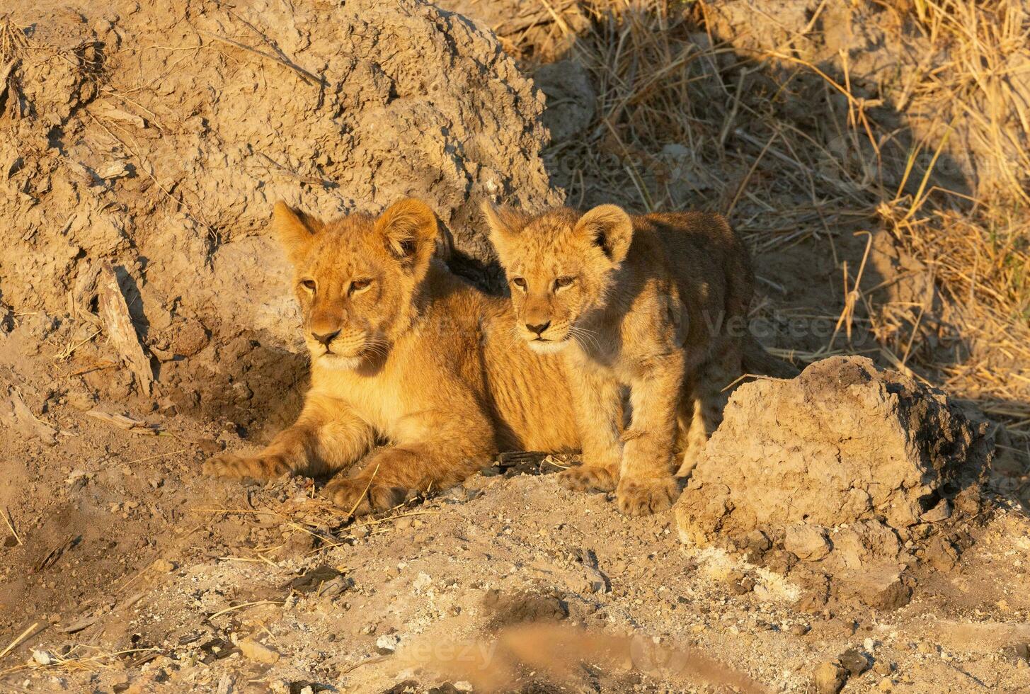 Two lion cubs. photo