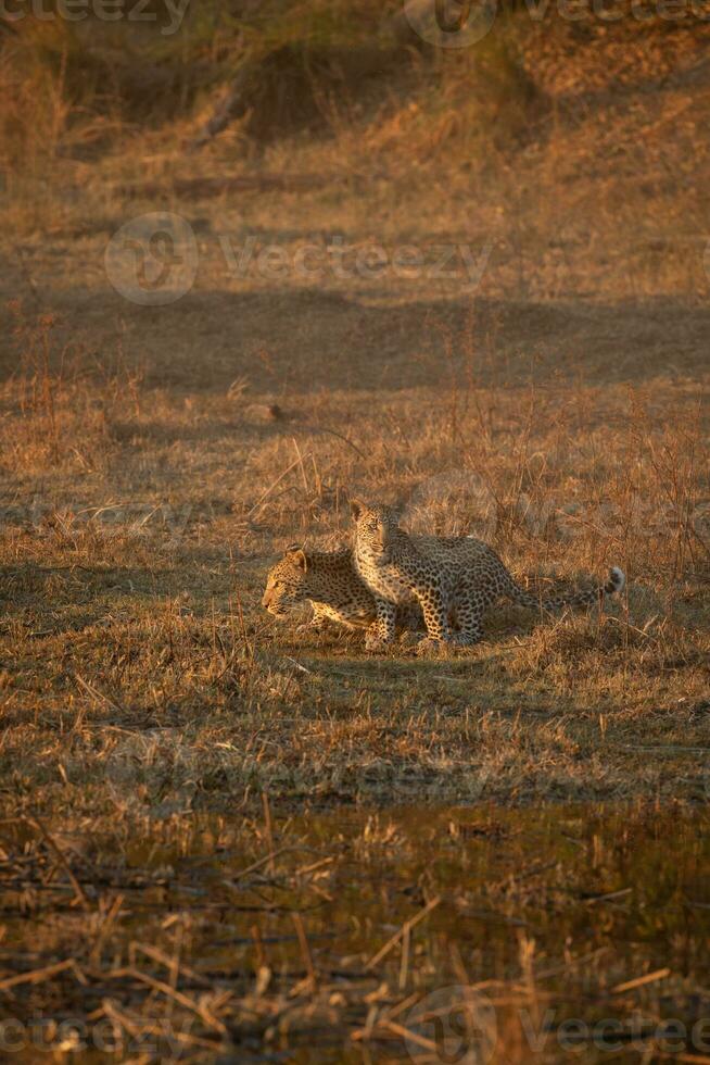 A leopard and her cub in the Okavango Delta. photo