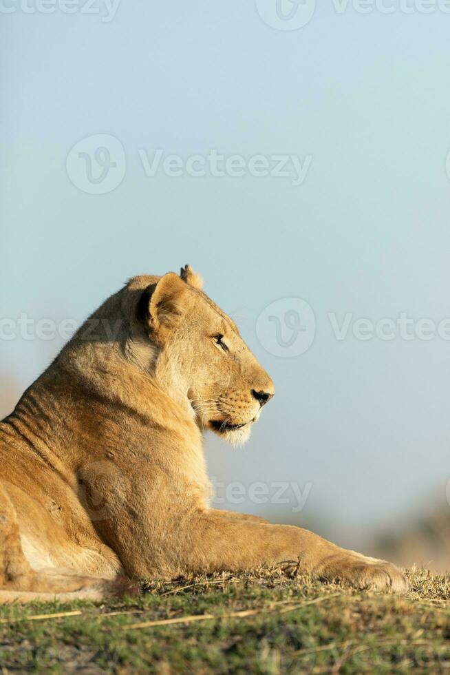 Lion resting in morning sunshine. photo