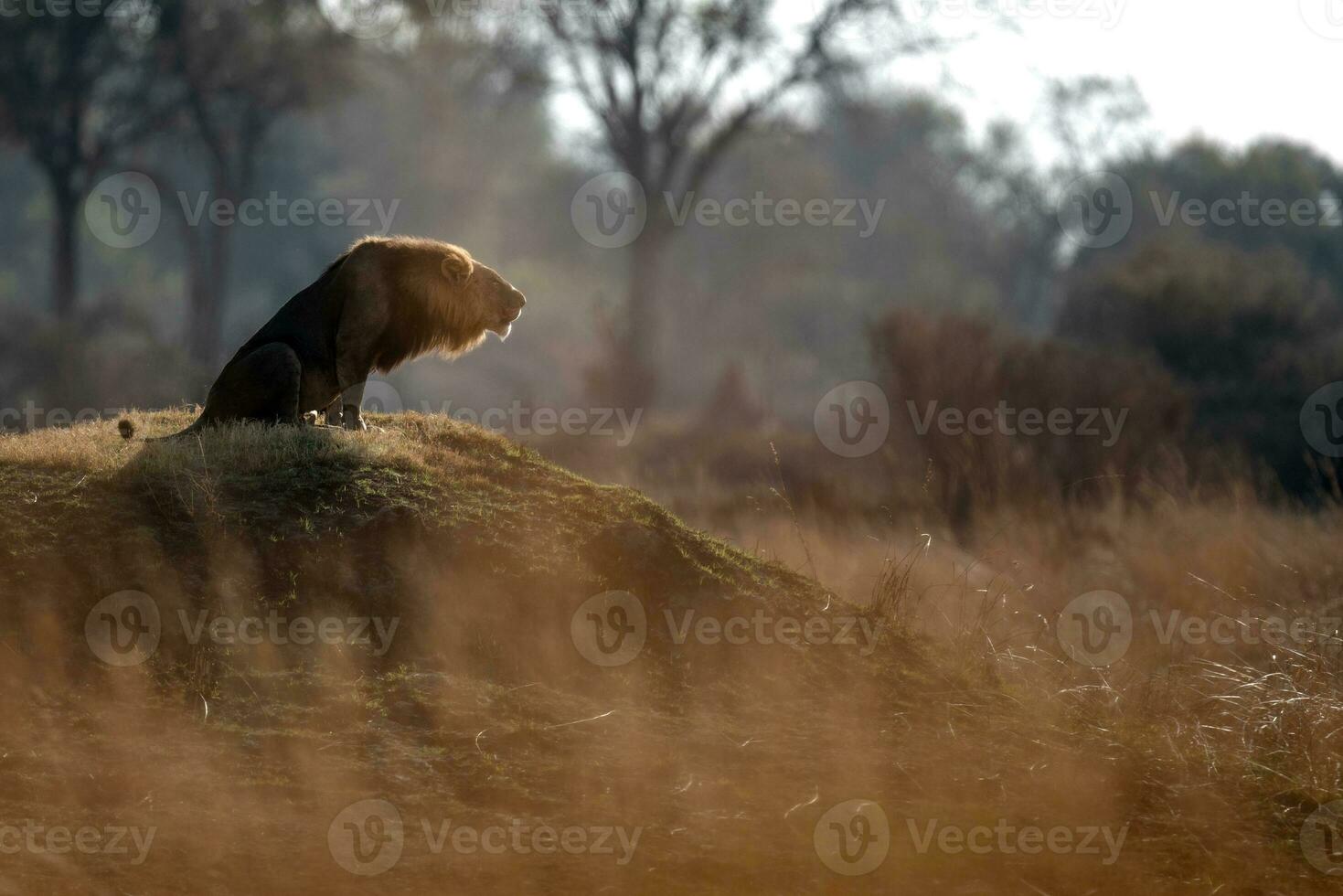 Lion roaring on top of a mound. photo