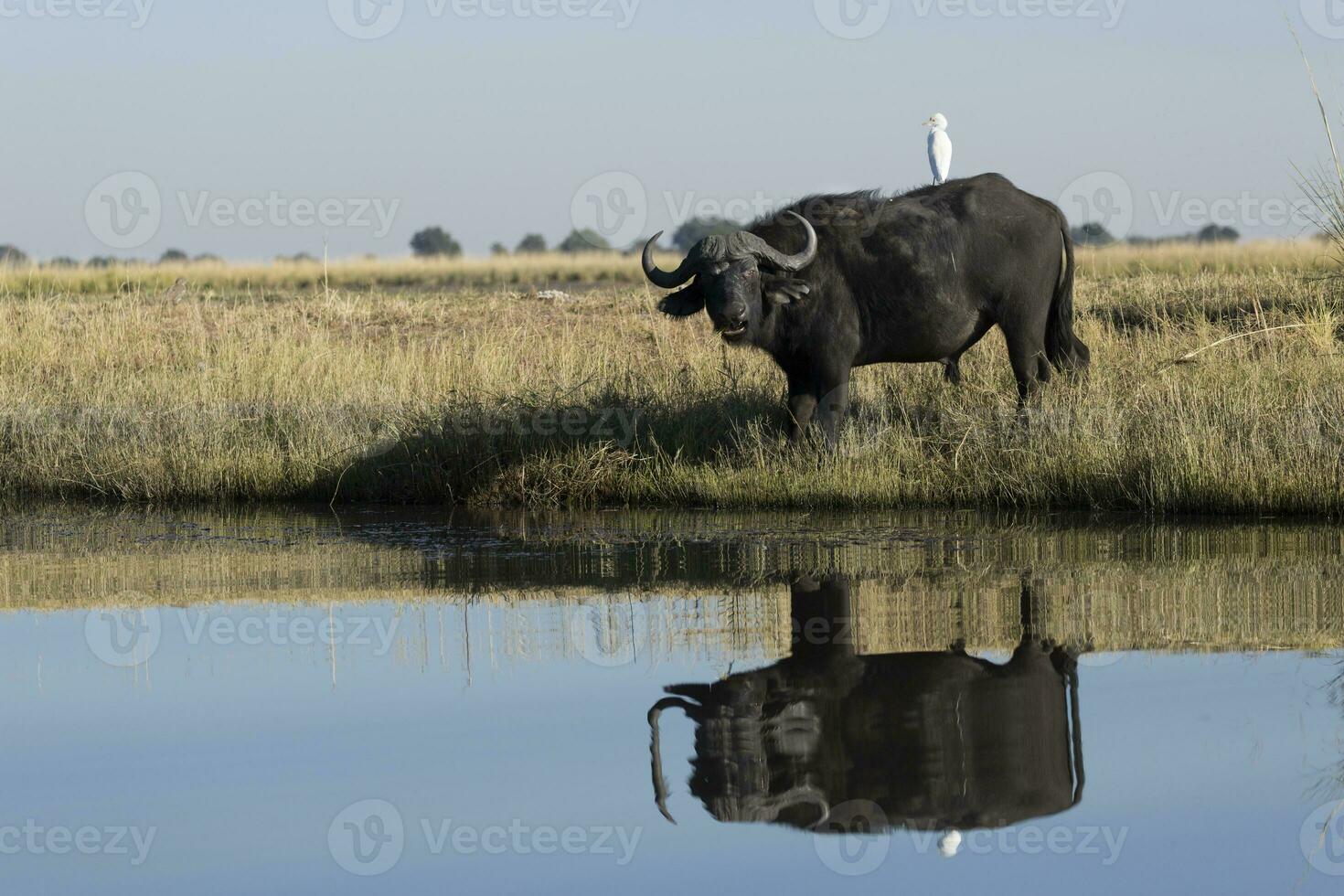 African Buffalo in the Chobe National Park. photo