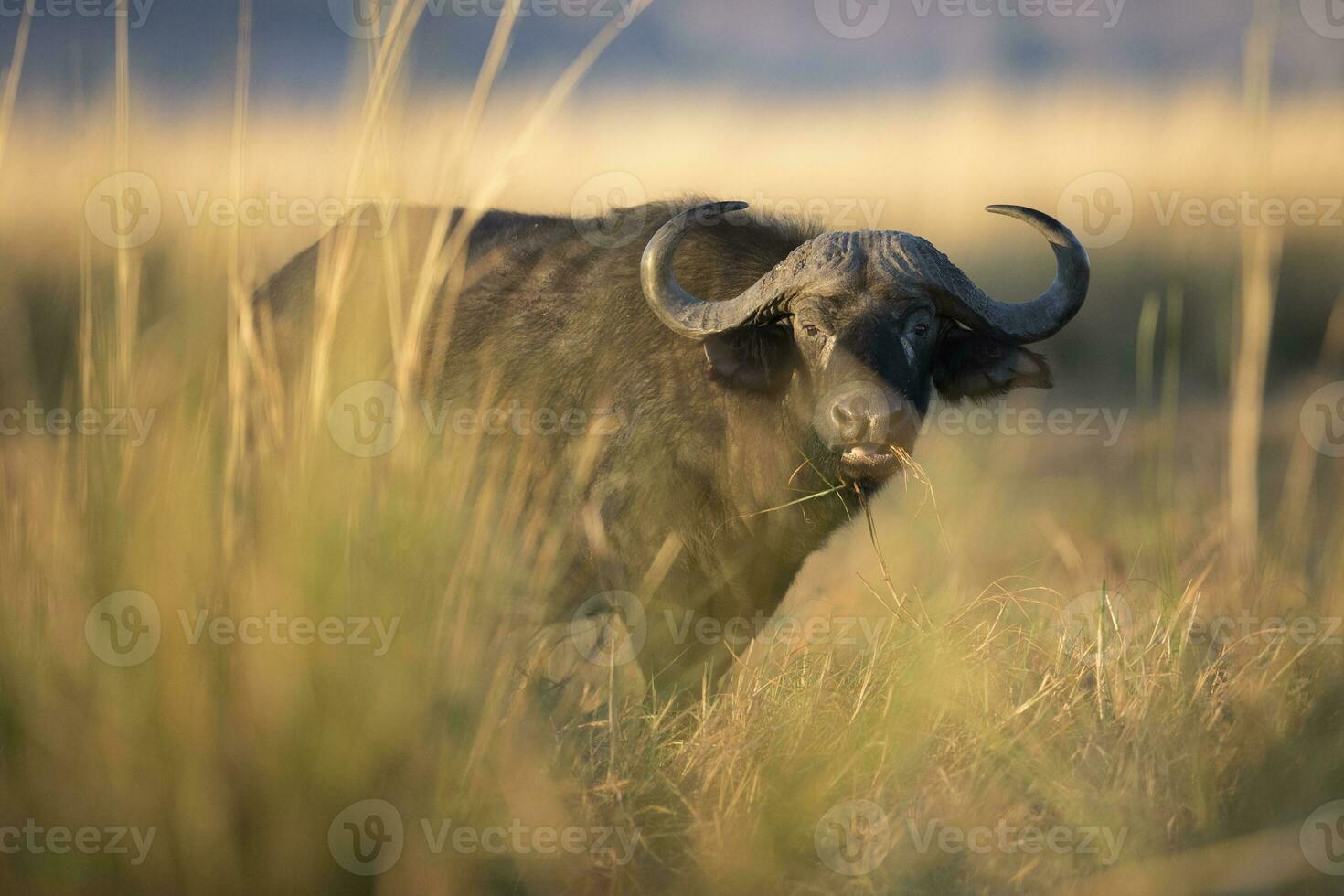 A buffalo grazing on the banks of the chobe river. photo