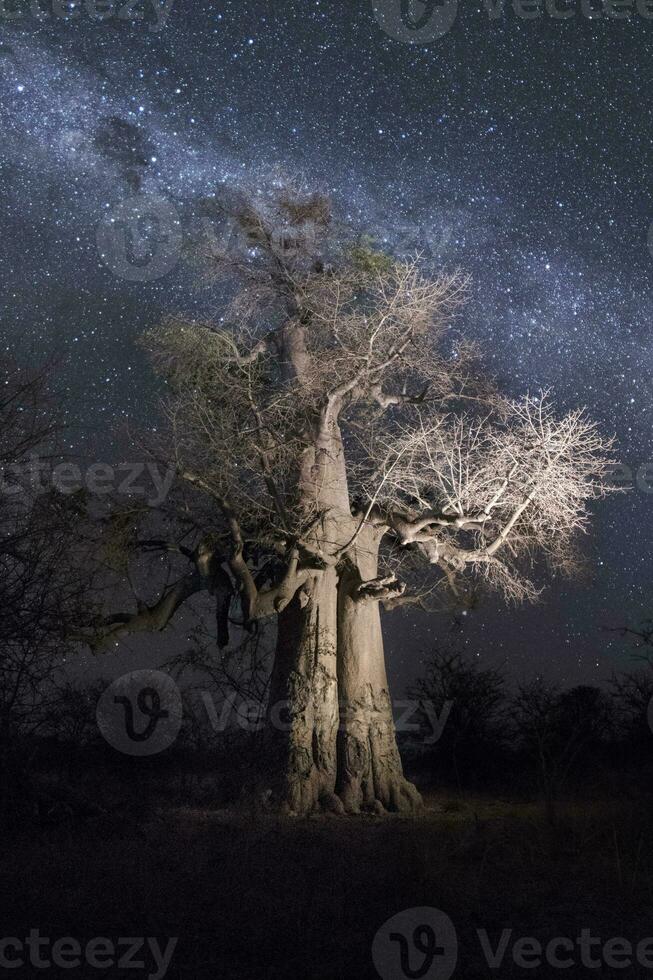 A baobab tree under the milky way. photo