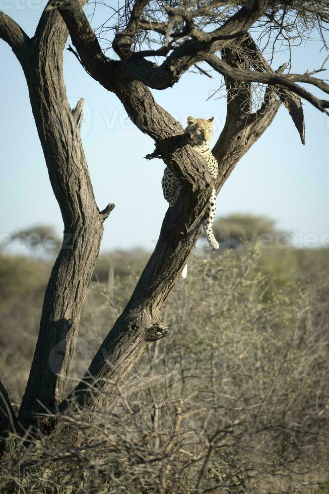 Leopard lazing in an acacia tree photo