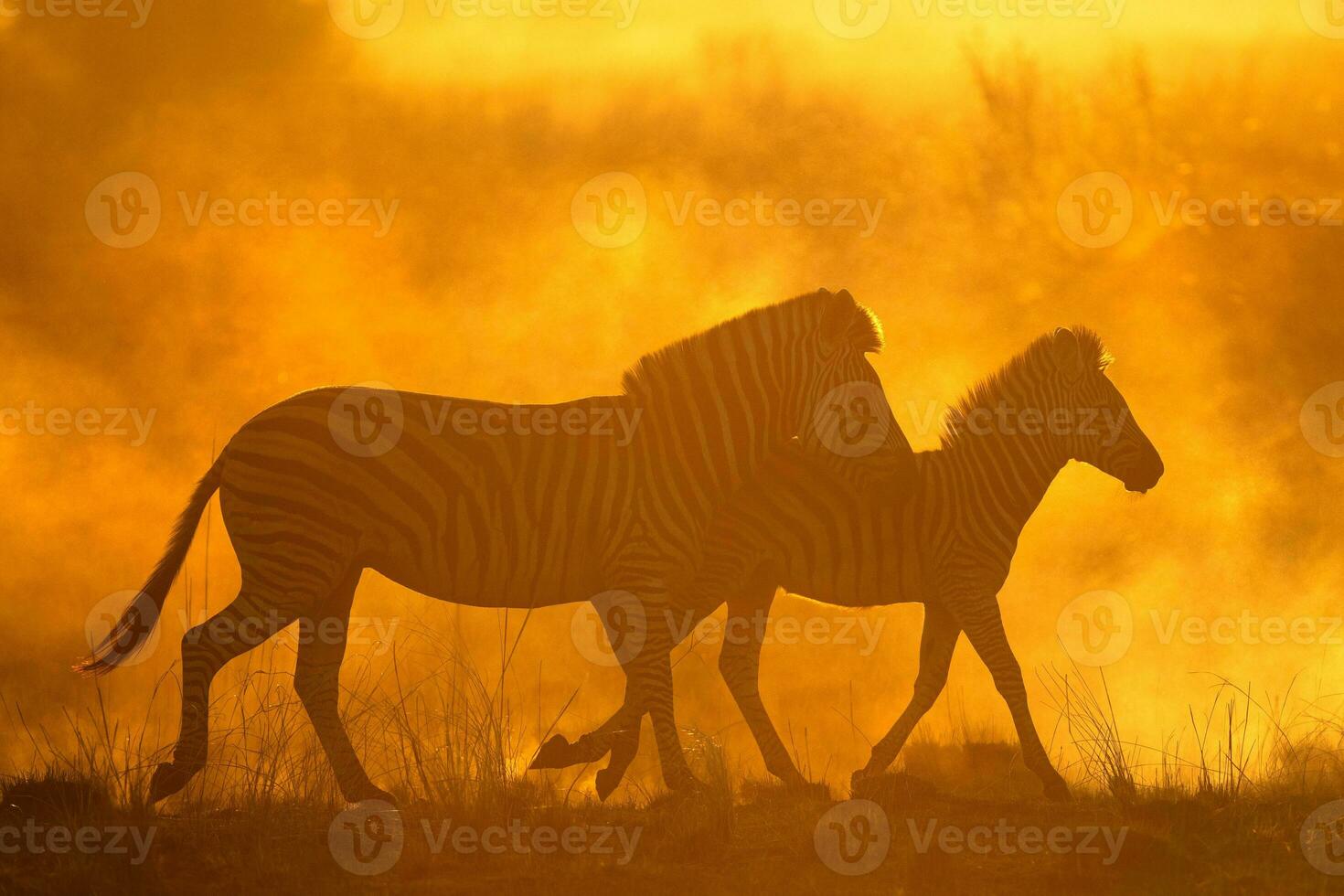 Zebra in a dusty sunset. photo