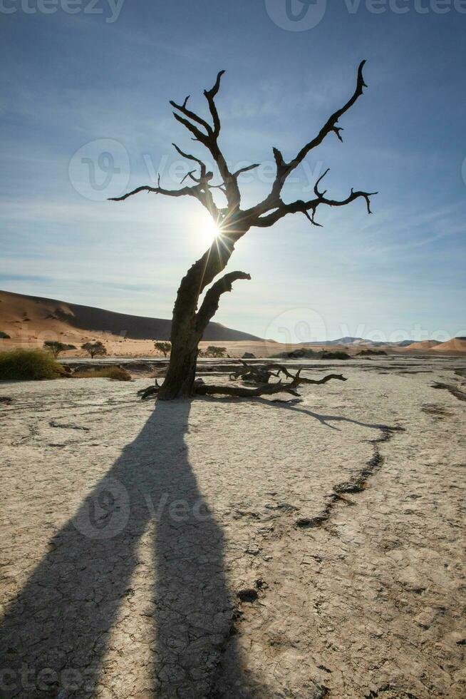 Starburst through dead tree in deadvlei. photo