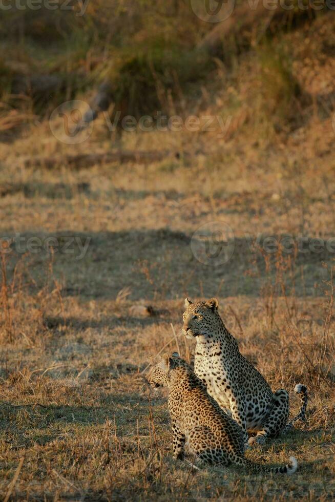 A leopard and her cub in the Okavango Delta. photo