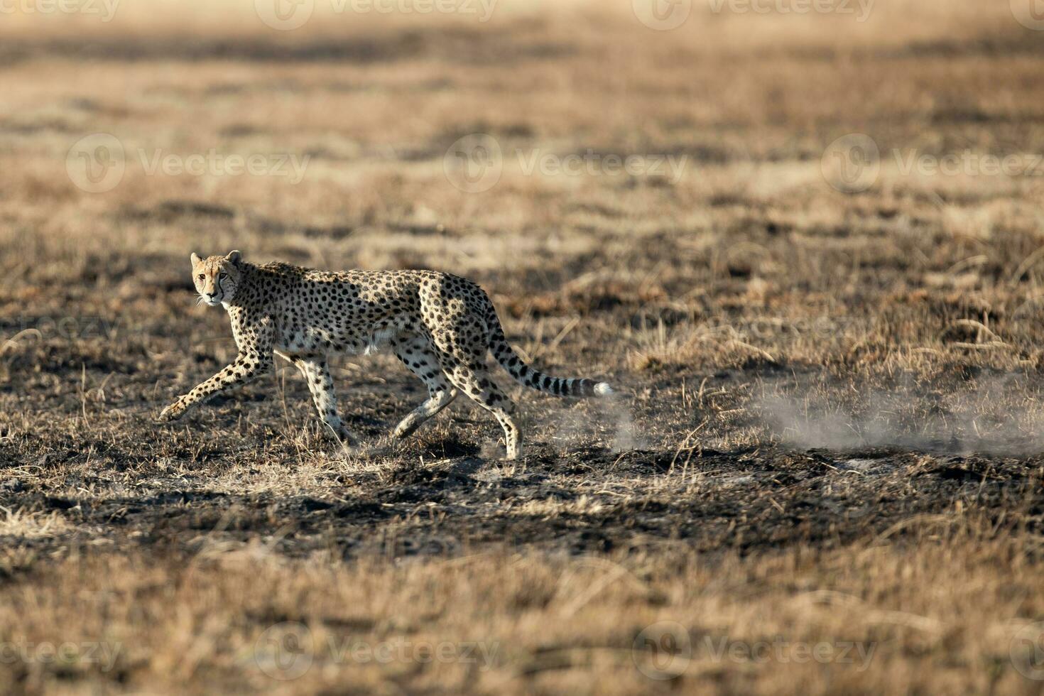 A cheetah moving across open and burnt savannah. photo