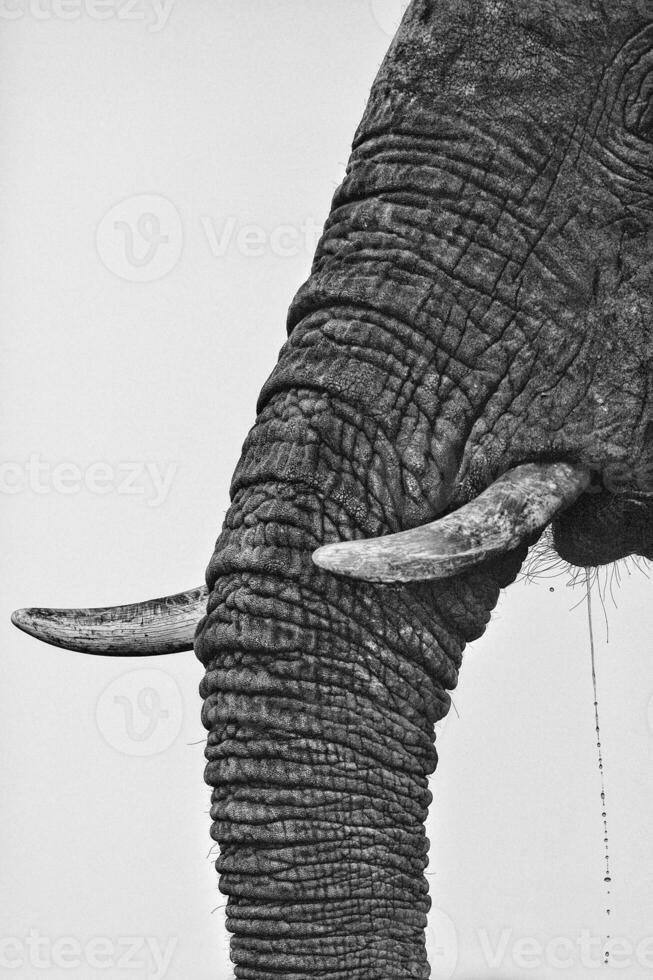 Close up of Elephants trunk photo