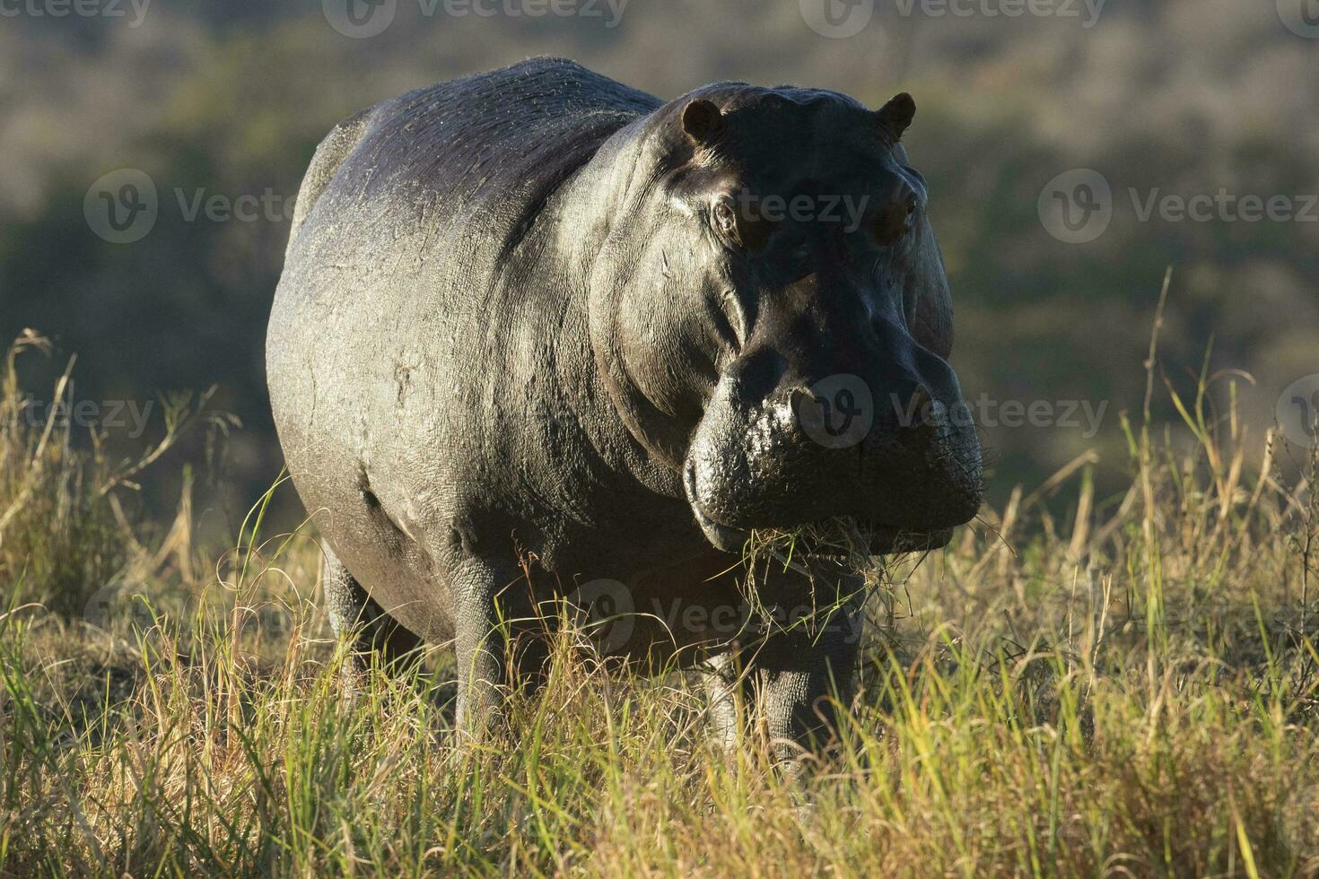 A hippo in Chobe National Park. photo