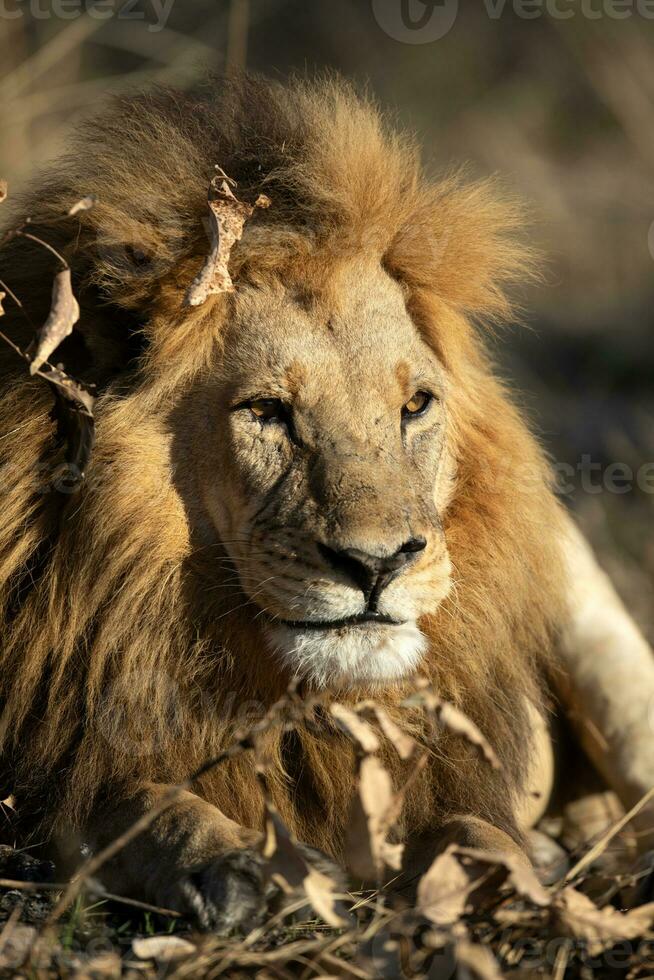 A male lion resting. photo