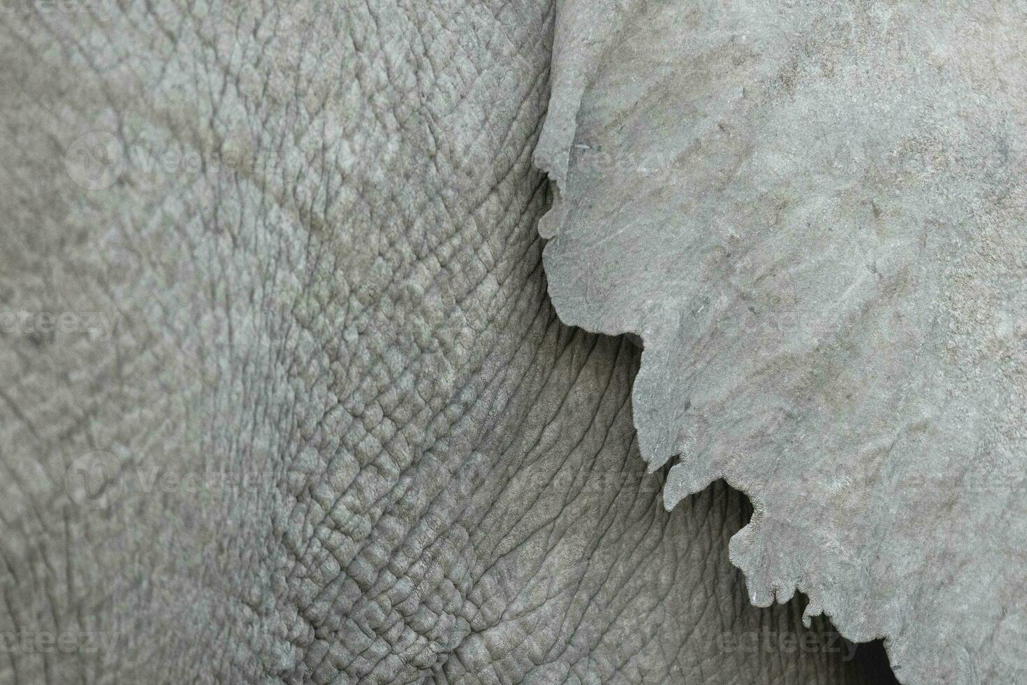 Detail of elephant skin and its large ear. photo