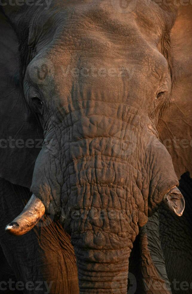 A portrait of a bull elephant. photo