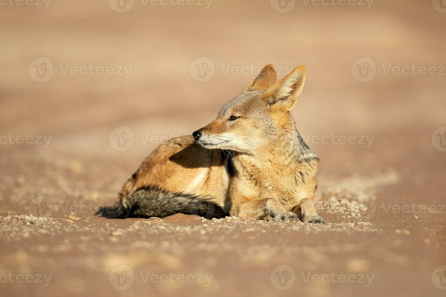 Black backed Jackal resting in warm morning light, Sossusvlei, Namibia. photo