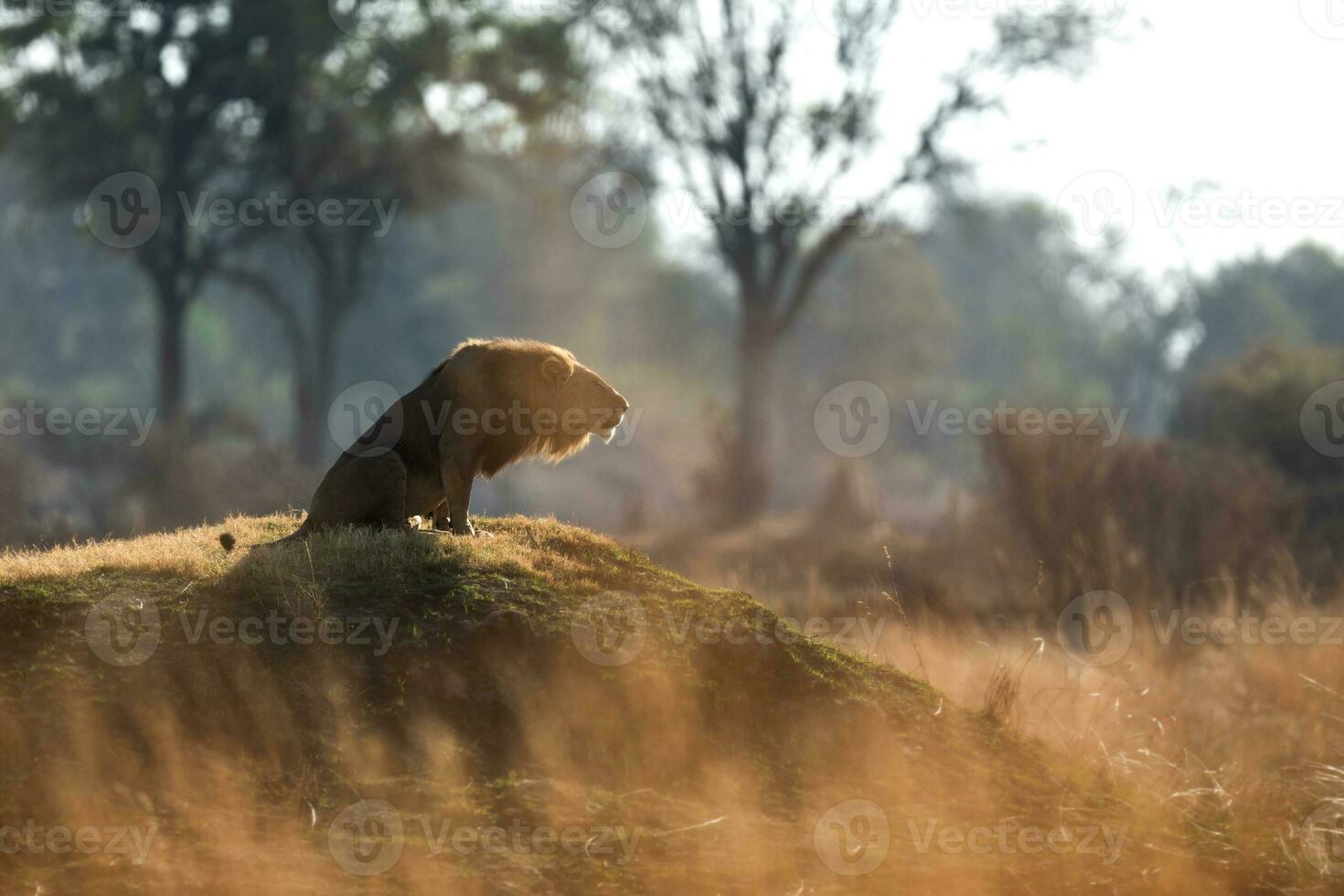 Lion roaring on top of a mound. photo