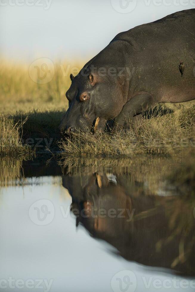 un hipopótamo entrando el agua en chobe nacional parque. foto