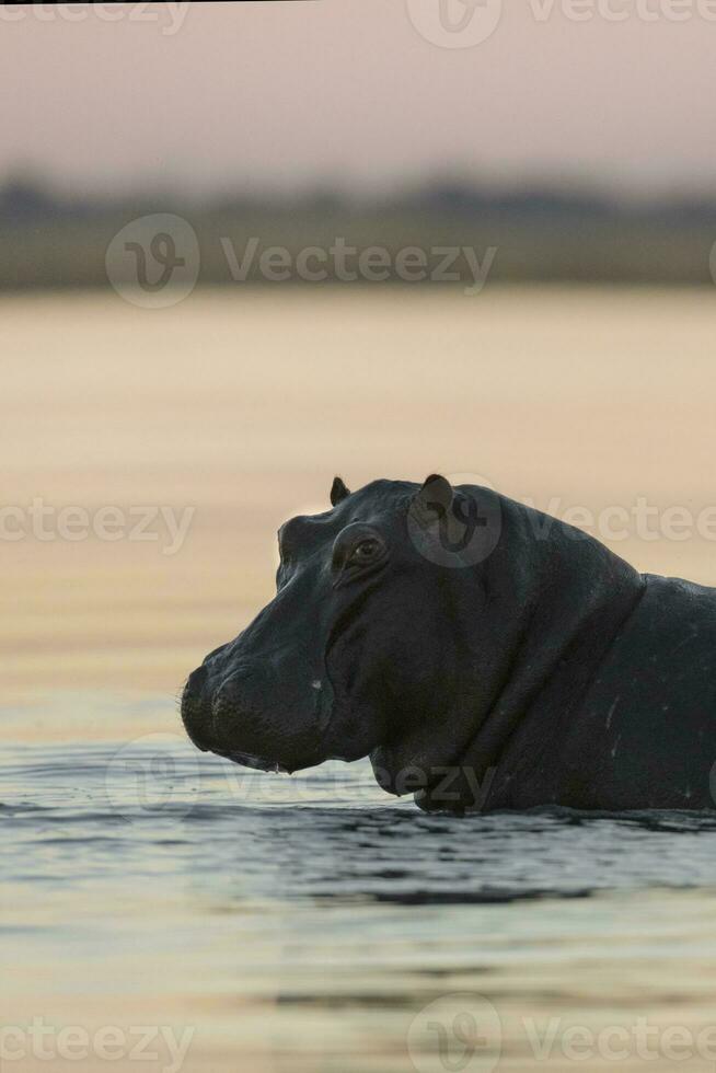 Hippo entering water at sunset photo