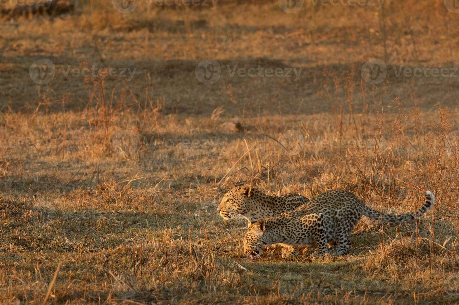 A leopard and her cub in the Okavango Delta. photo
