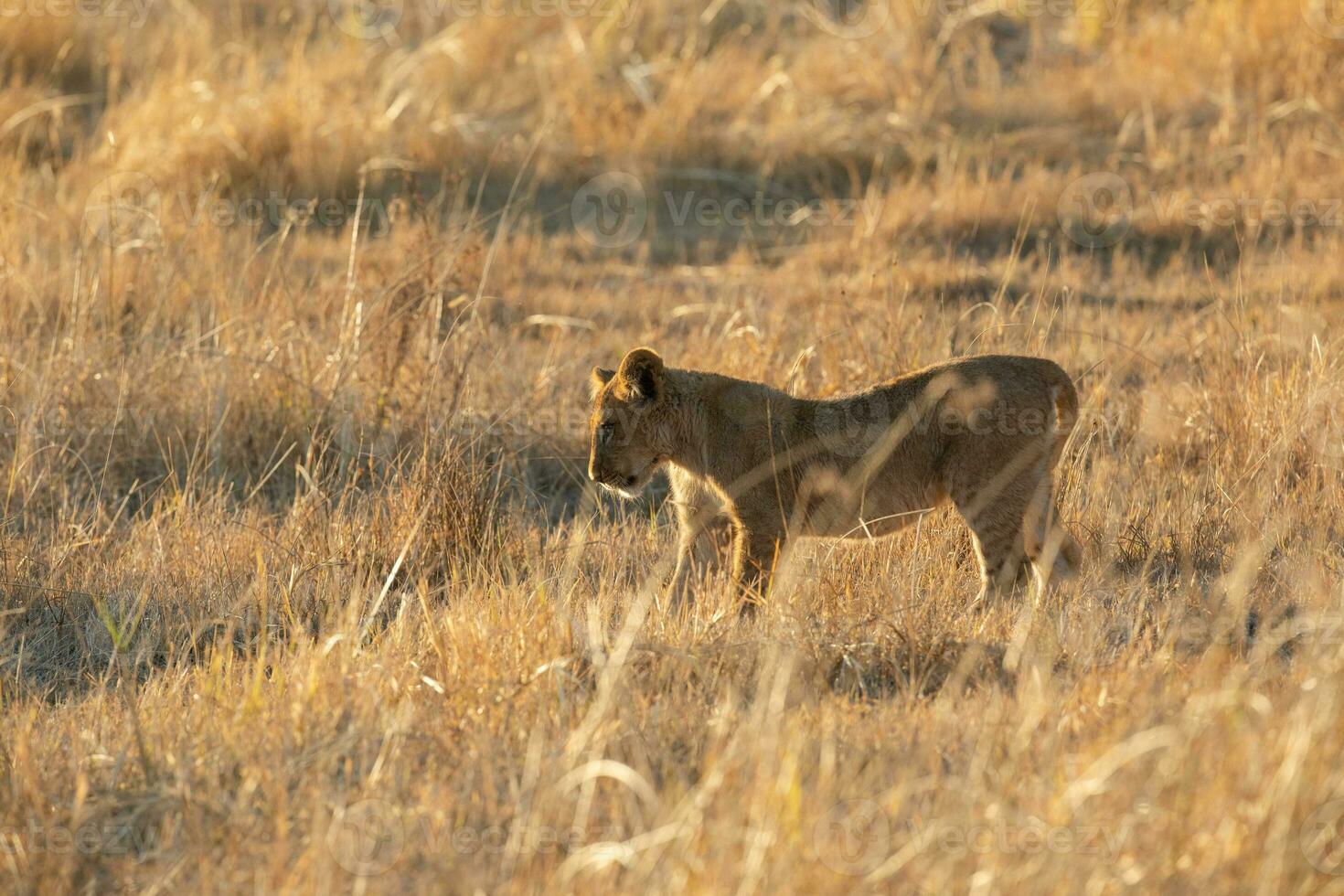 A lion cub contemplating its next move. photo