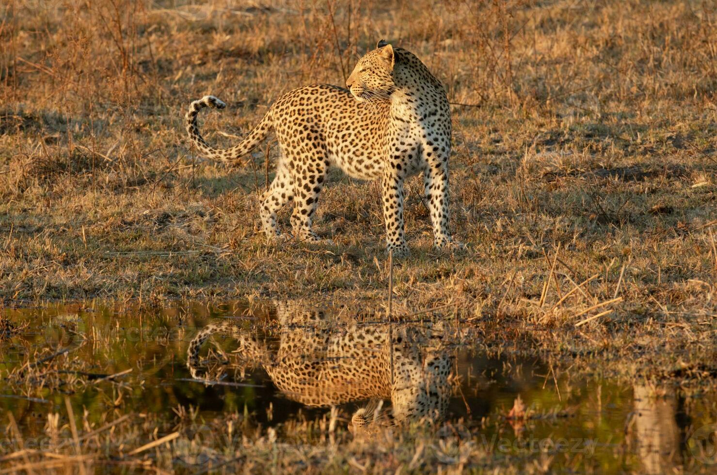 A leopard making its way through the undergrowth. photo