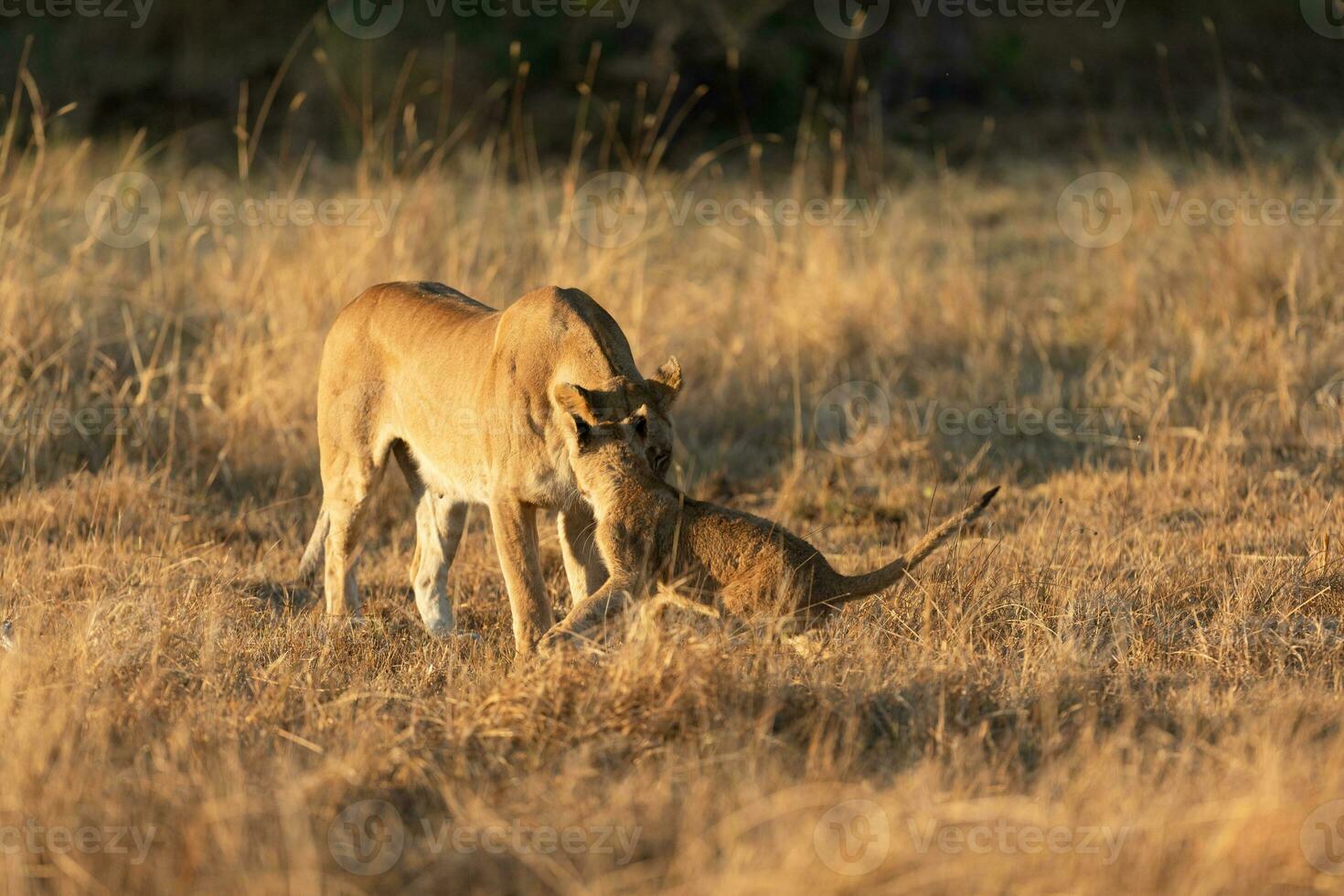 A lioness interacting with her cub. photo