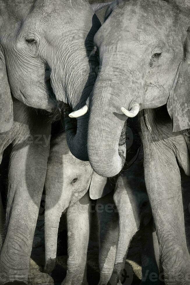 A close up of an elephant herd photo