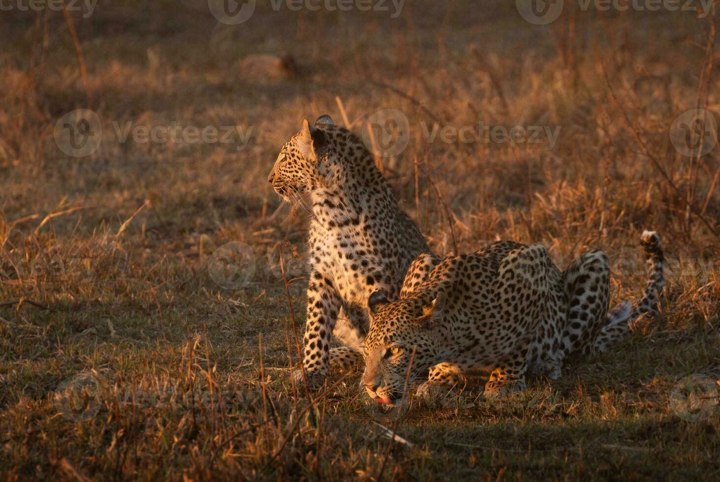 A leopard and her cub in the Okavango Delta. photo