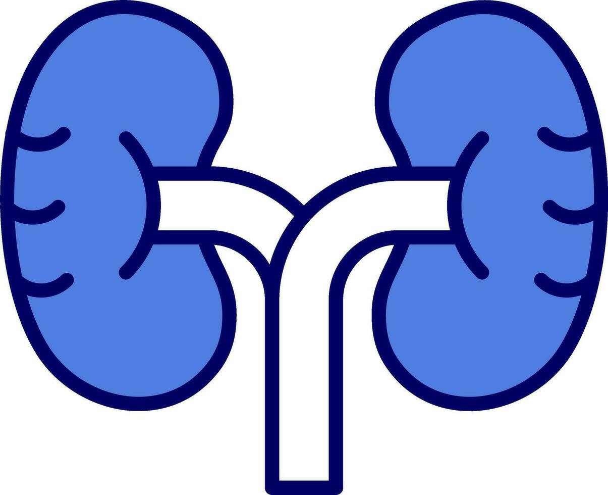 Kidney Vector Icon