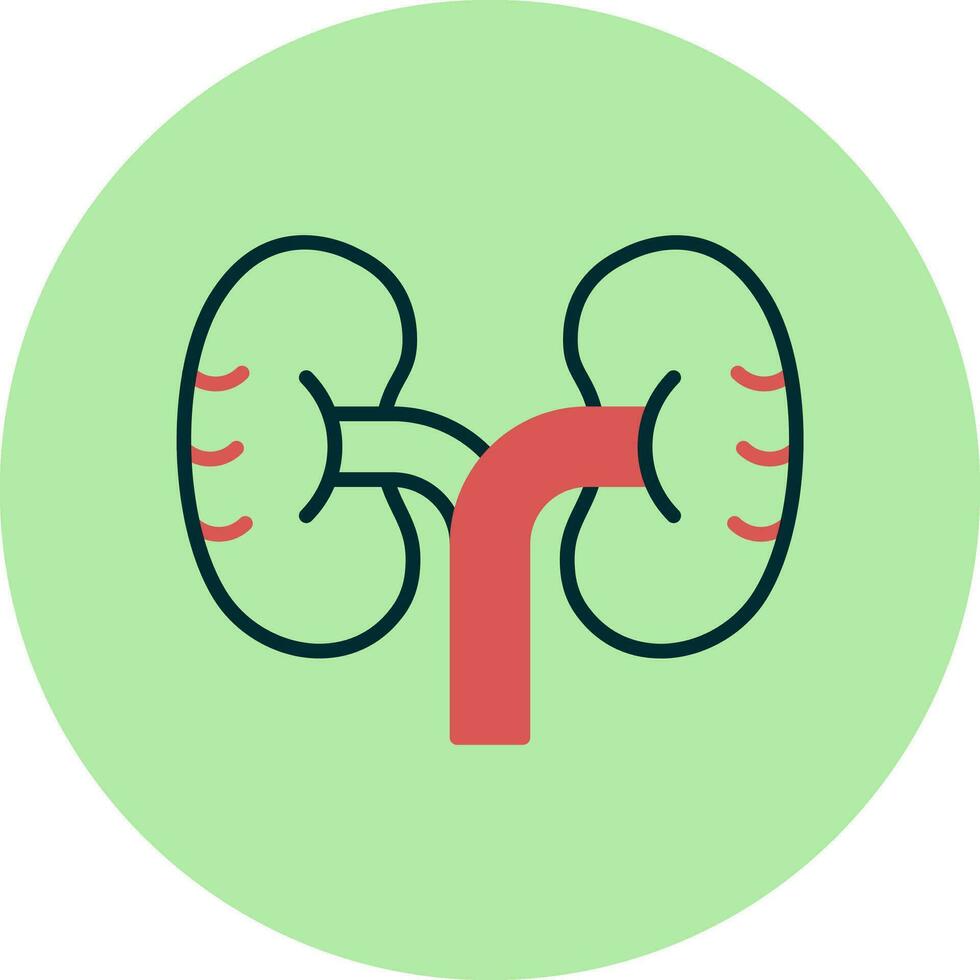 Kidney Vector Icon